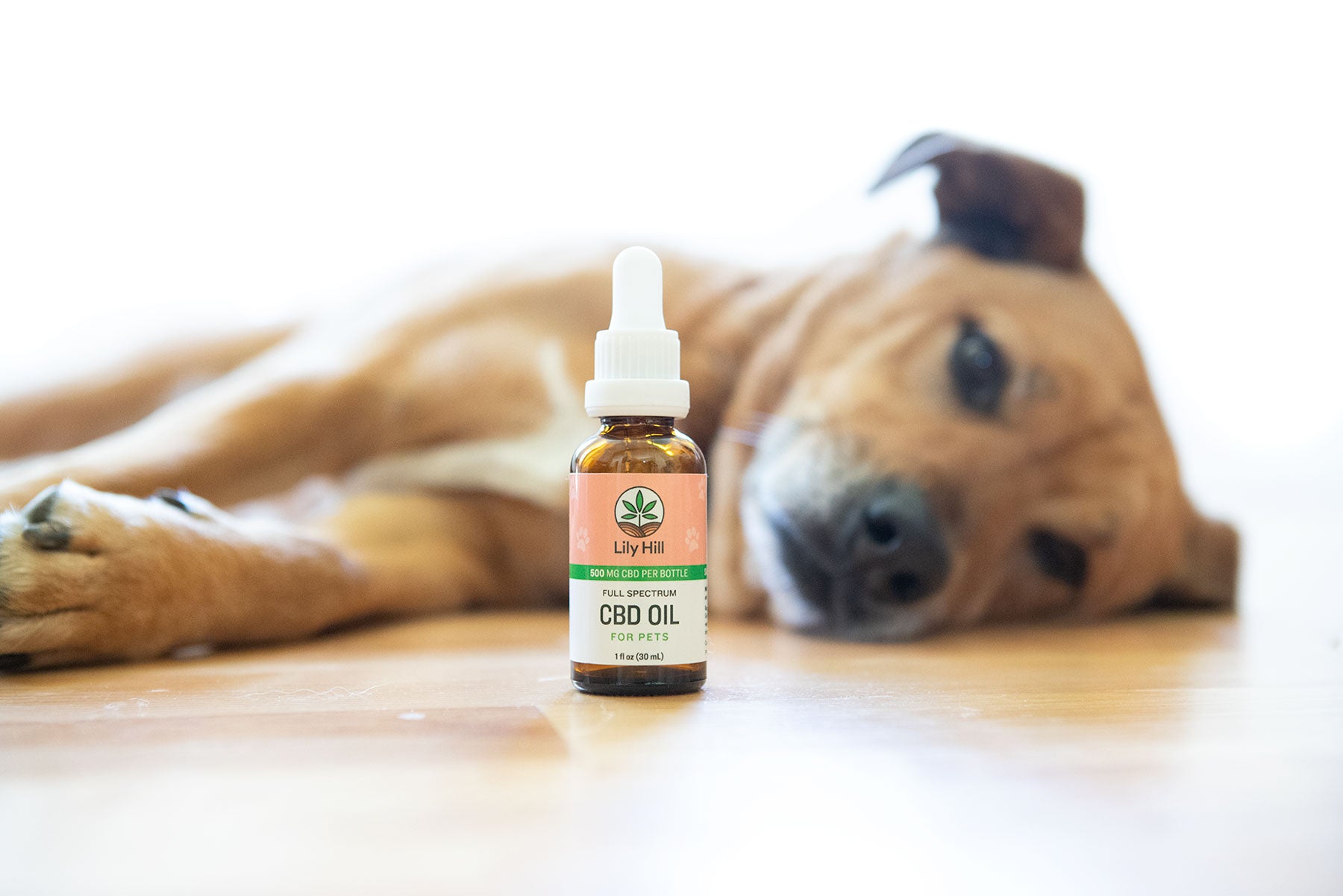 CBD Oil for Pets