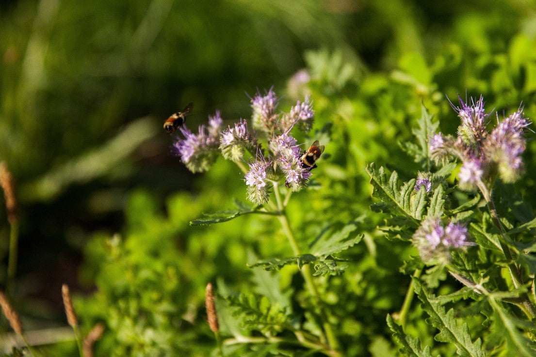 Companion Planting at Lily Hill Farm